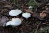 leucopaxillus-03_t1.jpg