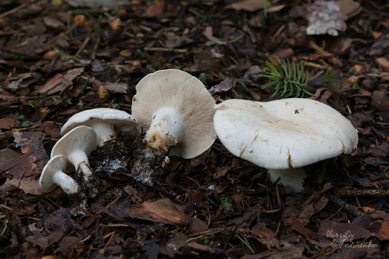 leucopaxillus-04.jpg