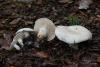 leucopaxillus-04_t1.jpg