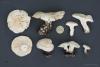 leucopaxillus-05_t1.jpg