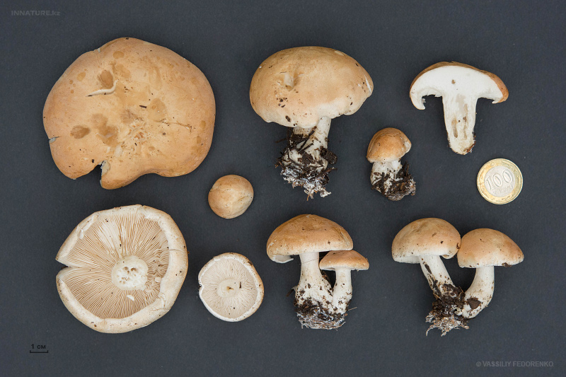 leucopaxillus-06.jpg