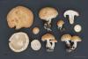 leucopaxillus-06_t1.jpg