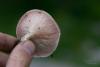 leucopaxillus-rhodoleucus-01_t1.jpg