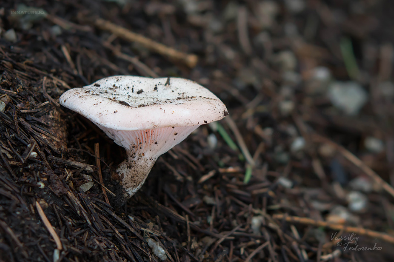 leucopaxillus-rhodoleucus-02.jpg