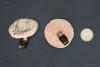 leucopaxillus-rhodoleucus-03_t1.jpg