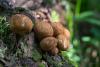 lycoperdon-01_t1_1.jpg