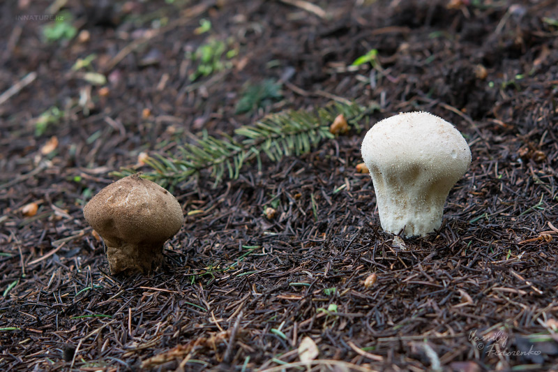 lycoperdon-03.jpg