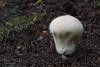 lycoperdon-04_t1.jpg