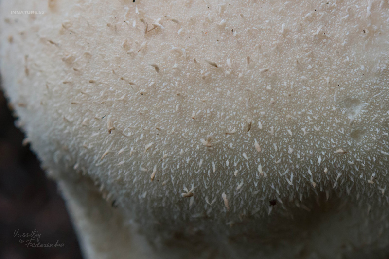 lycoperdon-05.jpg
