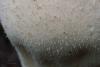lycoperdon-05_t1.jpg