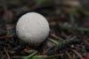 lycoperdon-06_t1.jpg