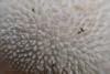 lycoperdon-07_t1.jpg