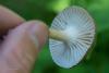 megacollybia-platyphylla-02_t1.jpg