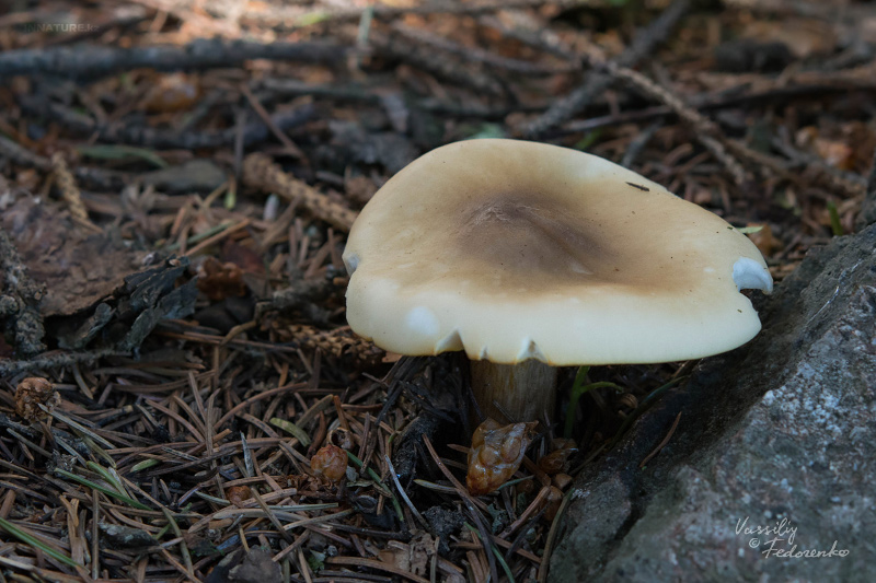 melanoleuca-01_2.jpg