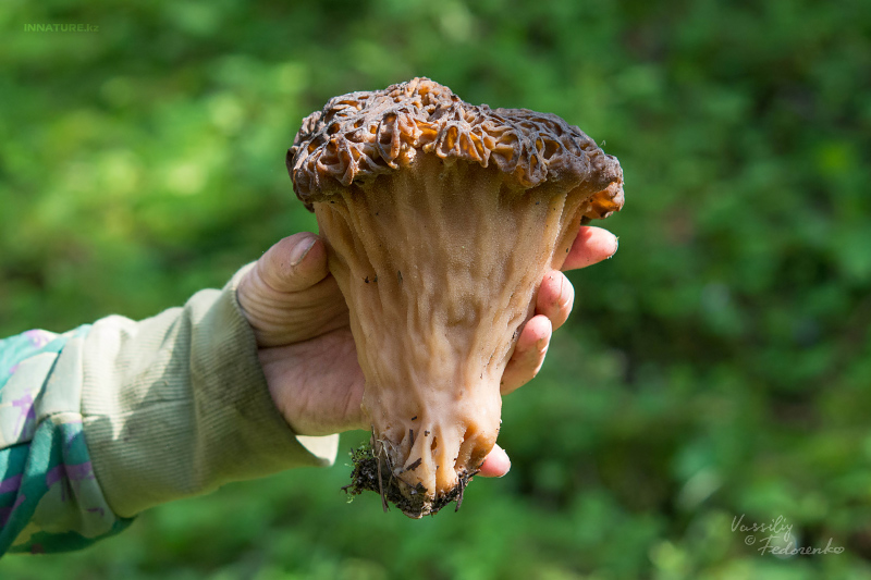 morchella-15.jpg