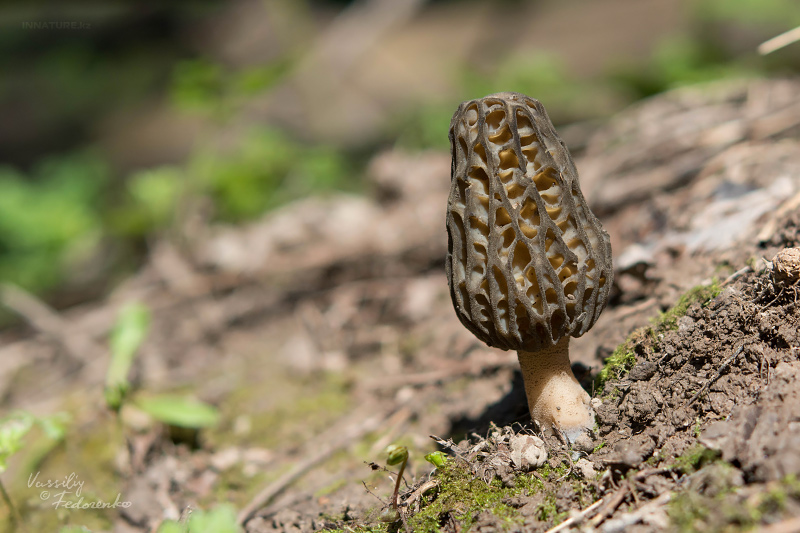 morchella-conica-01.jpg