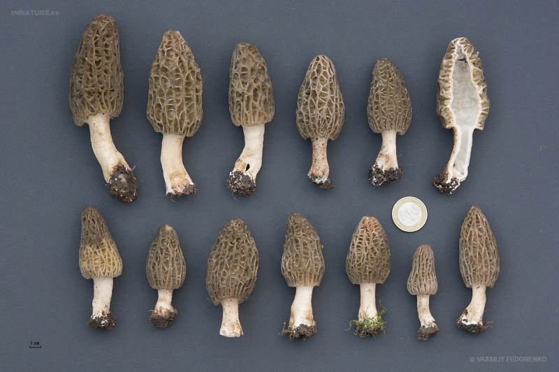 morchella-conica-03.jpg