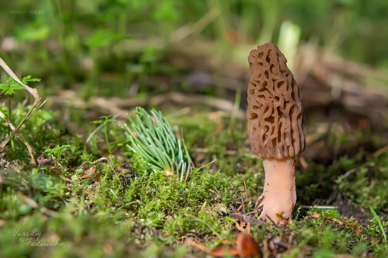 morchella-elata-01.jpg