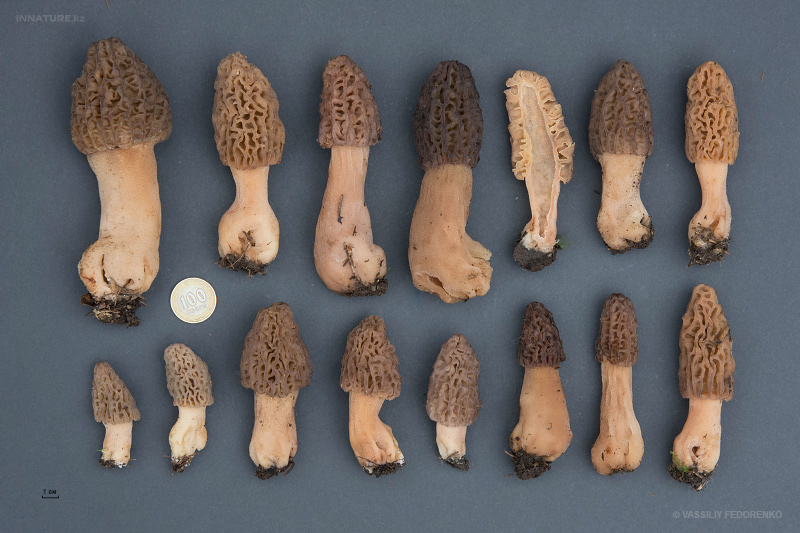 morchella-elata-02.jpg
