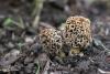 morchella-esculenta-01_t1.jpg