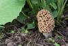 morchella-esculenta-04_t1.jpg