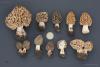 morchella-esculenta-05_t1.jpg