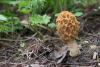 morchella-esculenta-2_t1.jpg