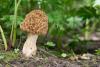 morchella-esculenta-3_t1.jpg