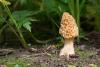 morchella-esculenta-4_t1.jpg