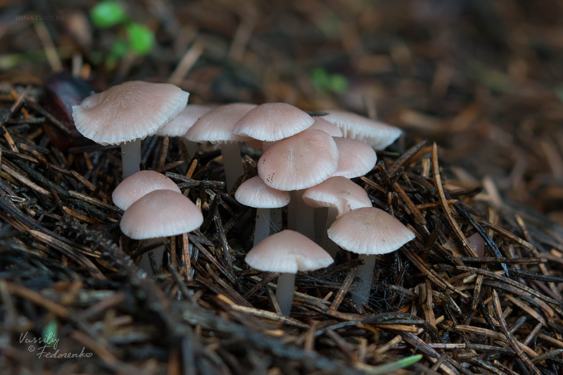 mycena-01_1.jpg