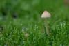mycena-01_t1_2.jpg