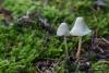 mycena-01_t1_3.jpg