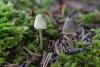 mycena-02_t1_3.jpg