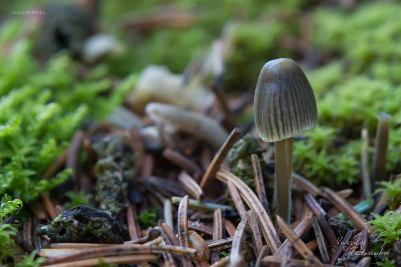 mycena-03_2.jpg