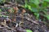 mycena-03_t1_1.jpg