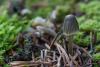 mycena-03_t1_2.jpg