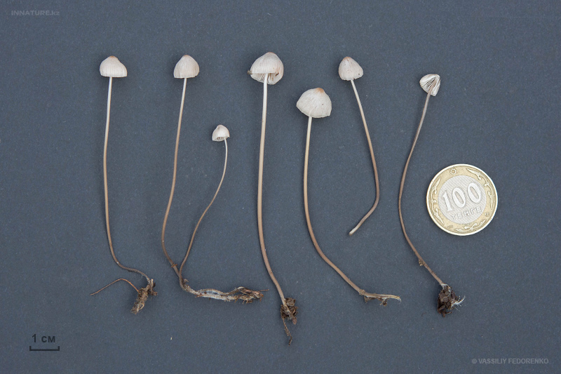 mycena-04.jpg