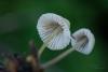 mycena-04_t1_2.jpg