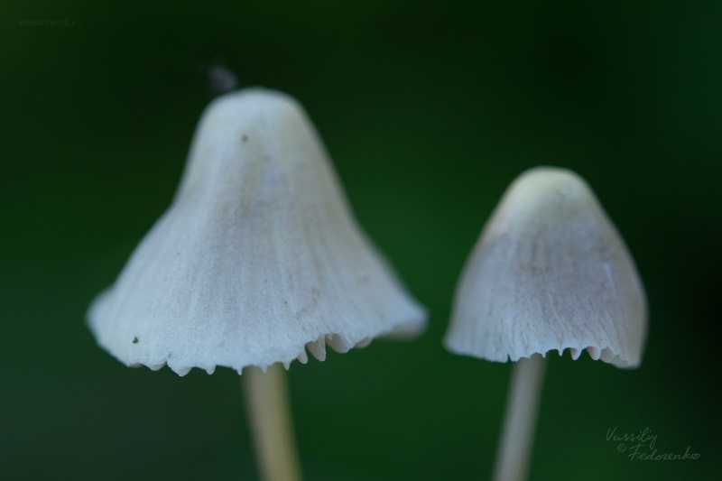 mycena-05_1.jpg