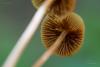 mycena-05_t1.jpg