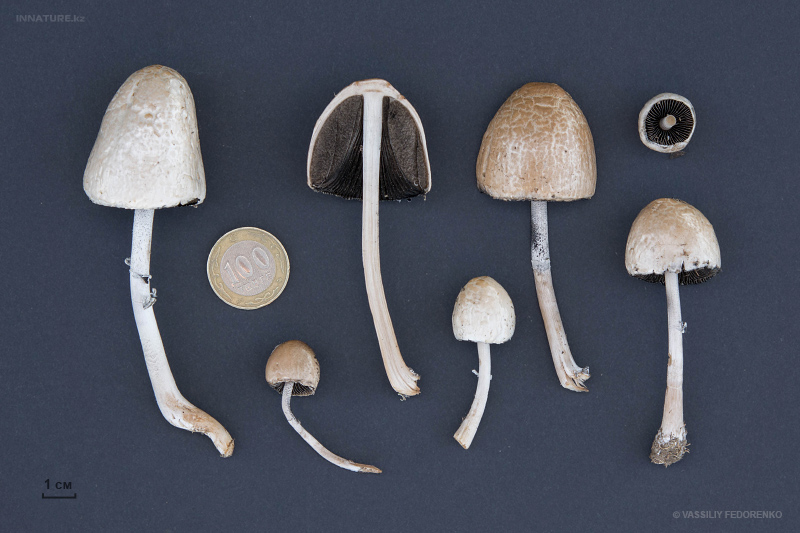 panaeolus-02.jpg