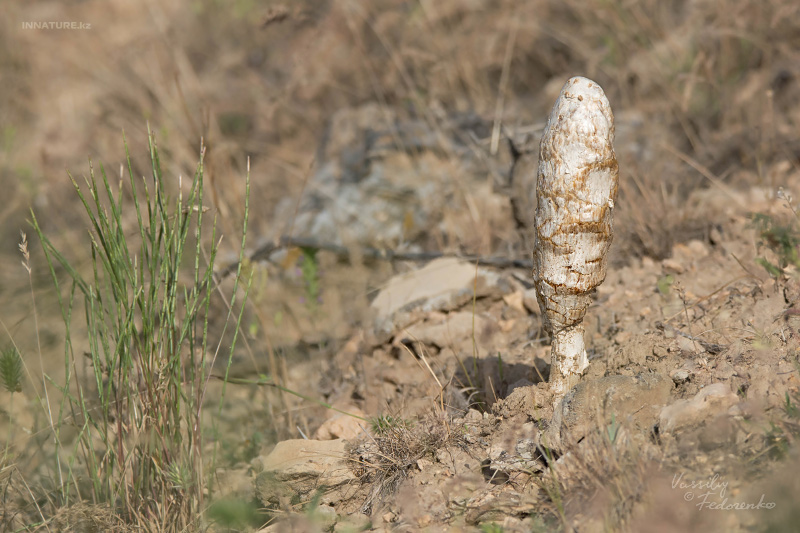 podaxis-pistillaris.jpg