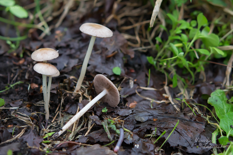 psathyrella-04.jpg