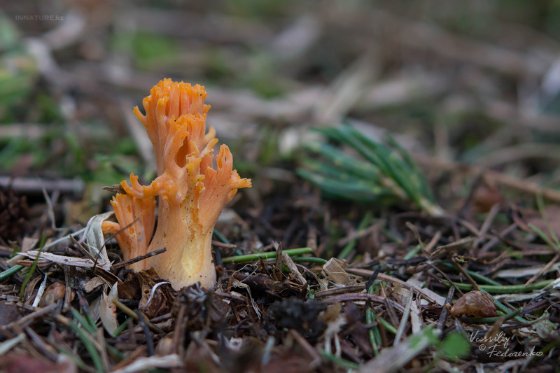 ramaria-01_1.jpg
