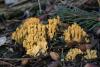 ramaria-01_t1.jpg
