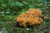 ramaria-01_t1_2.jpg