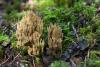 ramaria-01_t1_4.jpg