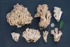 ramaria-01_t1_5.jpg