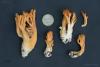 ramaria-02_t1_1.jpg