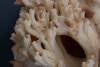ramaria-02_t1_3.jpg
